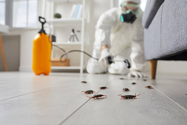 Commercial Rodent Management in Angustura